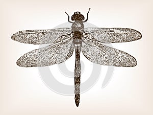 Dragonfly insect hand drawn sketch vector