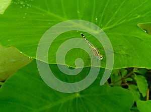 Dragonfly insect sitting on green leaves plant growing in the garden, nature photography, small wildlife, gardening background
