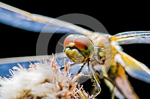 Dragonfly Insect Sitting on Plant Macro Portrait on Black Background