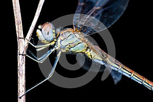 Dragonfly Insect Sitting on Plant Macro Portrait on Black Background