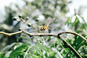 The dragonfly insects that are perched on the branches
