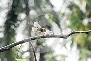 The dragonfly insects that are perched on the branches
