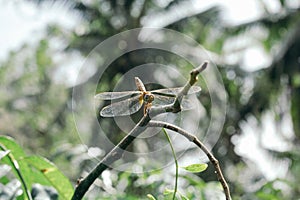 The dragonfly insects that are perched on the branches
