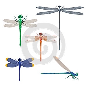 Dragonfly insects set vector illustration on white background