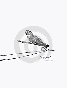 Dragonfly. Insects vector illustration.