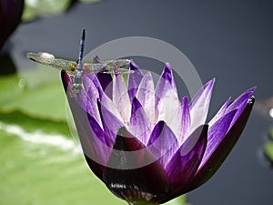 Dragonfly investigating a purple waterlily