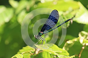 Dragonfly iridescence