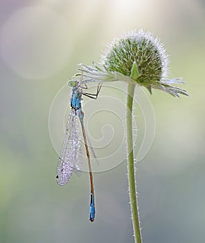 Dragonfly Ischnura elegans in dew. Flower in dew photo