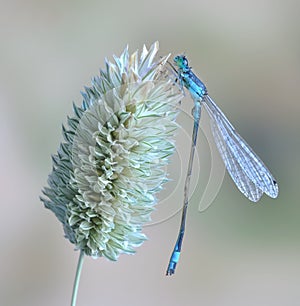 Dragonfly Ischnura elegans ebneri (male)