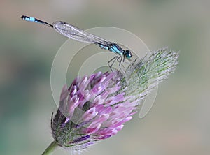 Dragonfly Ischnura elegans ebneri (male)