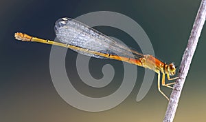 Dragonfly Ischnura pumilio (female, juvenile)