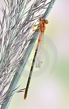 Dragonfly Ischnura pumilio photo