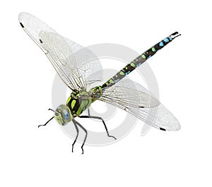 Dragonfly isolated