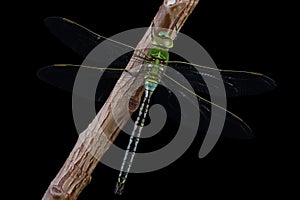 Dragonfly isolated on black