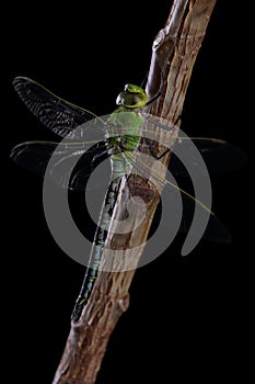 Dragonfly isolated on black