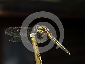 Dragonfly isolated on black.