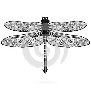 Dragonfly isolated high quality