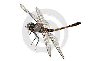 Dragonfly Isolated on White