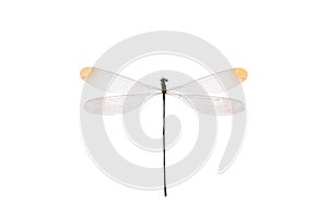dragonfly isolated on white photo