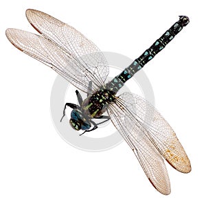 Dragonfly isolated on white background.