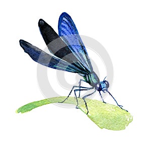 Dragonfly isolated on white background, watercolor illustration