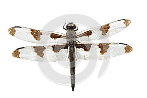 Dragonfly Isolted on White