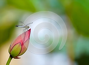 A dragonfly landed on a beautiful pink lotus bud in the lotus pond.