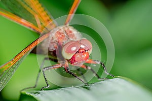 Dragonfly landed on a blade of grass/dragonfly on a blurred background sitting on a grass