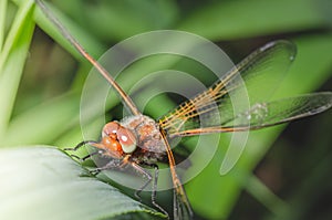 Dragonfly landed on a blade of grass/dragonfly on a blurred background sitting on a grass