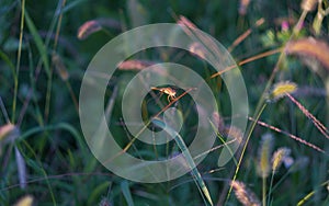 The dragonfly landed on the grass