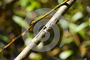 Dragonfly on a pond