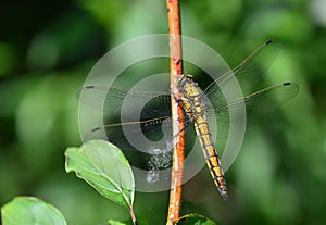 Dragonfly lands on blade of grass