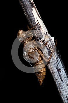 Dragonfly Larva case