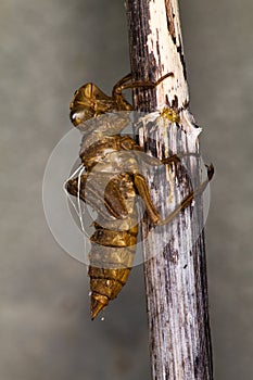 Dragonfly Larva case