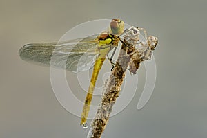 Dragonfly with larva, exuvia, close up.