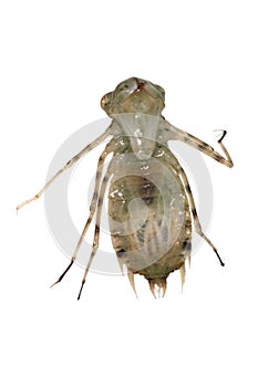 Dragonfly larva monster