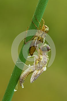 Dragonfly larvae crawls out of the water to the shore and rises through the plant, metamorphosis of the appearance of an adult ad