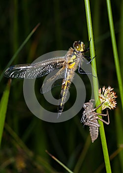 Dragonfly and larval case