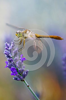 Dragonfly on lavender