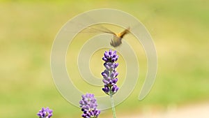 Dragonfly on lavender