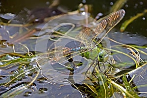 Dragonfly laying eggs