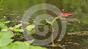 Dragonfly Laying Eggs in a Pond.