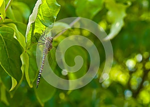 Dragonfly on a Leaf 1