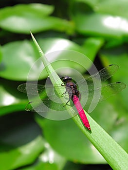 Dragonfly on a leaf