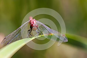 Dragonfly on a Leaf