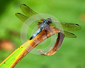 Dragonfly on leaf