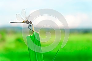Dragonfly on the leaf rice with a blue sky in the background