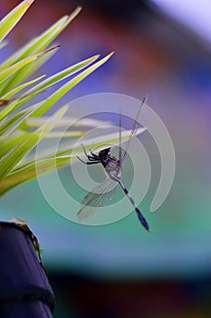 Dragonfly hanging from leaf