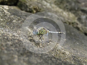Dragonfly Leaning on a rock