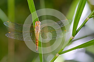 Dragonfly on leaves.
